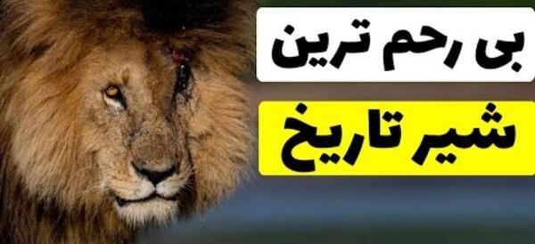 عکس وحشتناک ترین شیر جهان