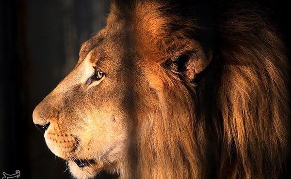 عکس وحشتناک ترین شیر