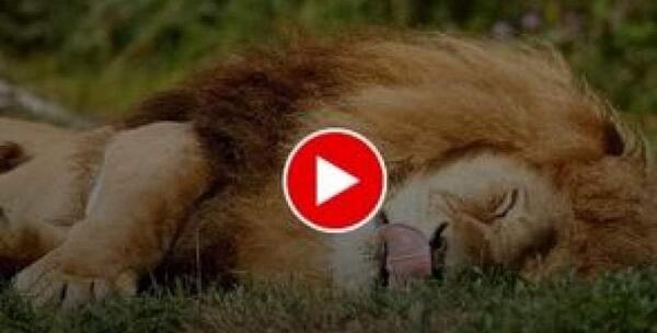 عکس وحشتناک ترین شیر