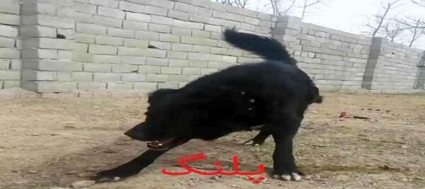عکس سگ سرابی وحشتناک