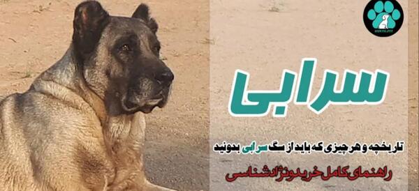 عکس سگ سرابی وحشتناک