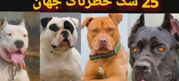 عکس سگ سرابی وحشتناک