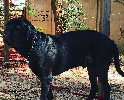 عکس سگ سیاه وحشتناک