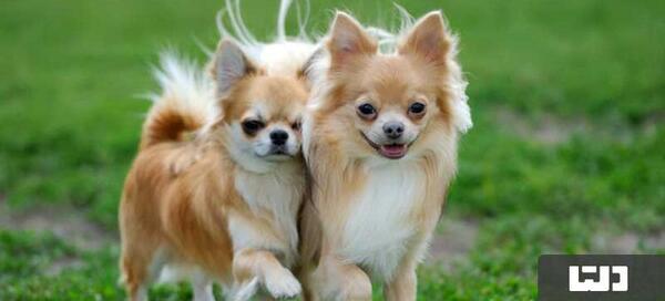 عکس سگ خیلی وحشتناک