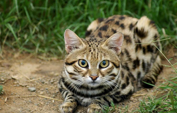 عکس خرگوش وحشتناک