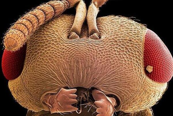 عکس حشره های وحشتناک