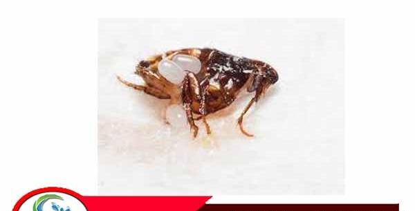 عکس حشره های وحشتناک
