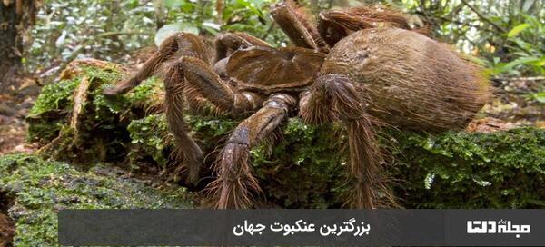 عکس وحشتناک ترین حیوان در جهان
