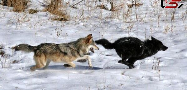 عکس سگ گرگی وحشتناک