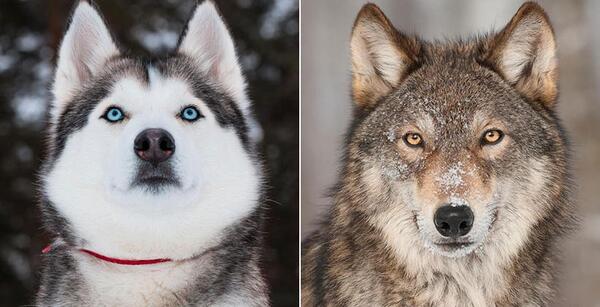 عکس سگ گرگی وحشتناک