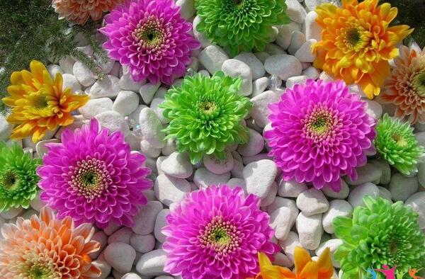 بهترین عکس گل های دنیا