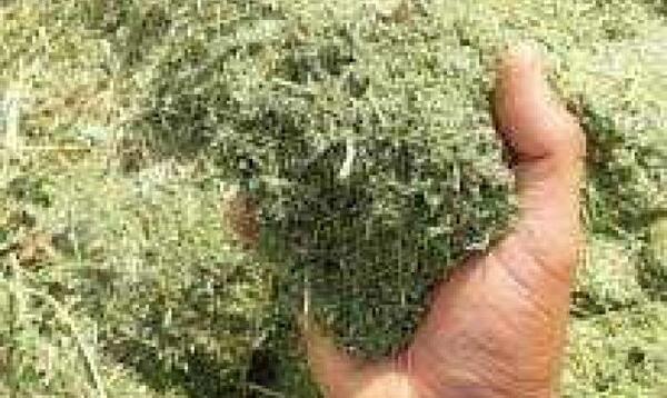 عکس کاه یونجه