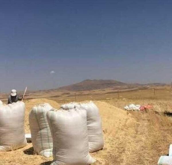عکس کاه یونجه
