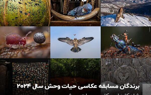 جایزه بهترین عکس حیات وحش