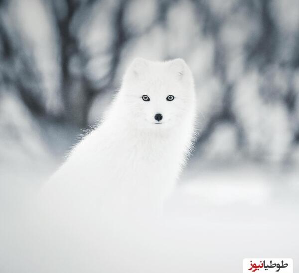 بهترین عکس حیوانات جهان