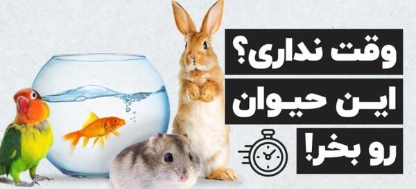 عکس بهترین حیوانات خانگی