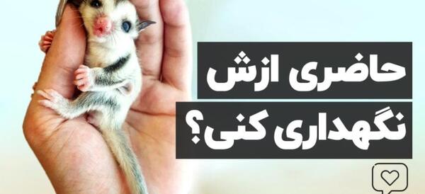 عکس بهترین حیوانات دنیا