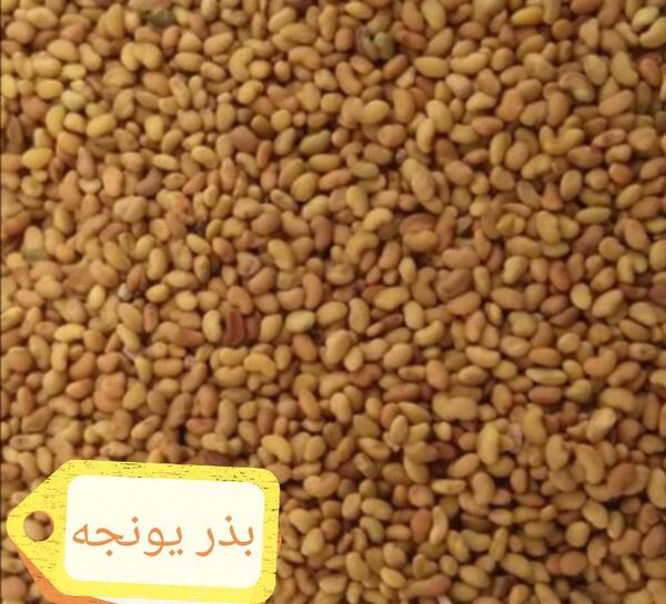 عکس تخم یونجه