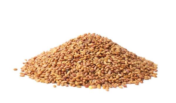عکس تخم یونجه
