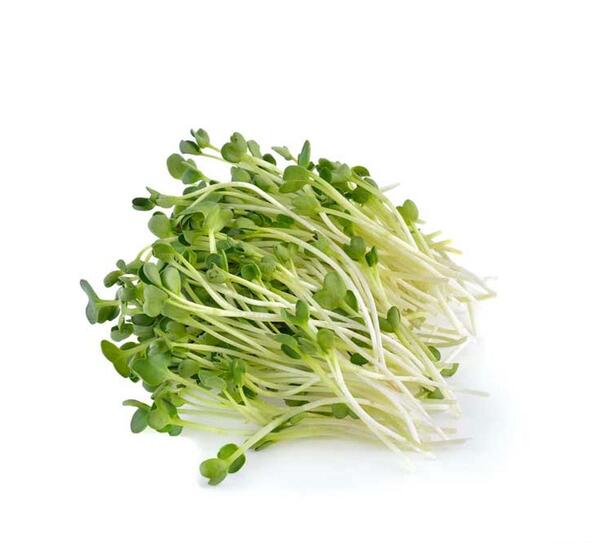 عکس تخم یونجه