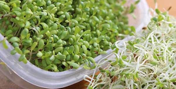 عکس تخم یونجه