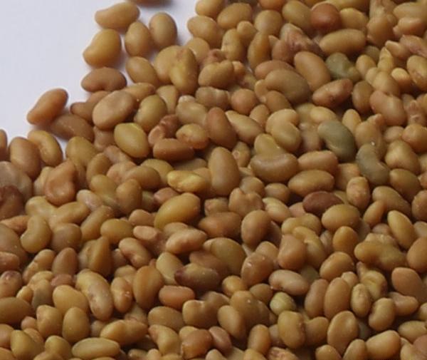 عکس تخم یونجه