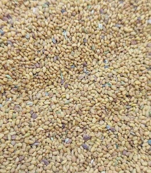عکس تخم یونجه