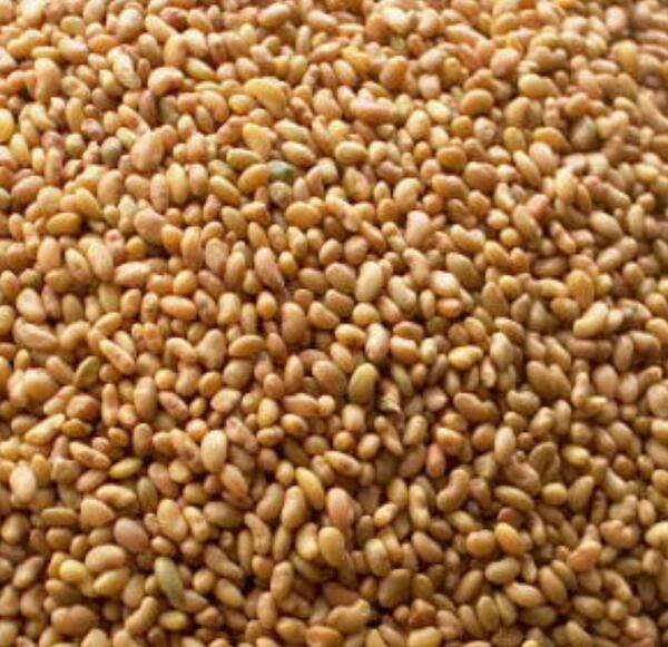عکس تخم یونجه