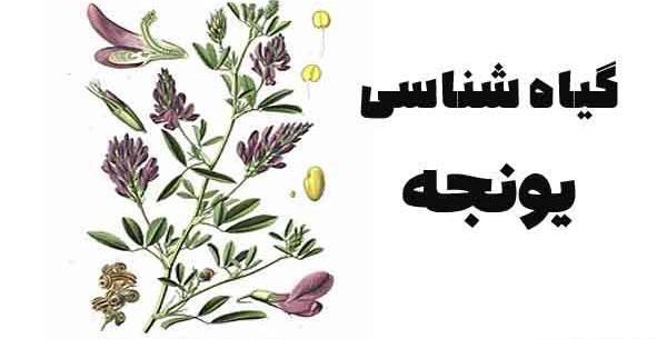 عکس تخم یونجه