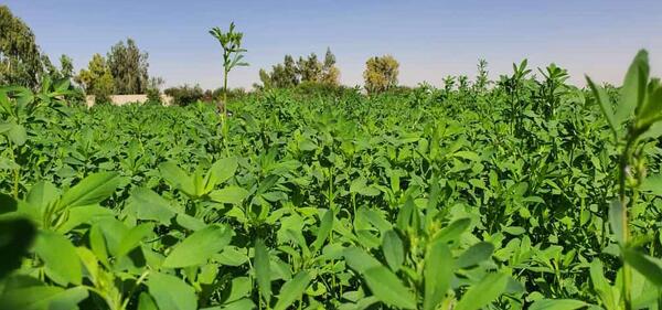 عکس تخم یونجه