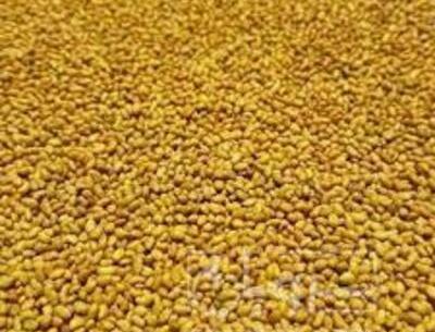 عکس تخم یونجه