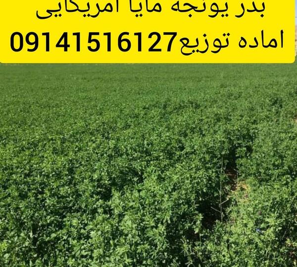 عکس تخم یونجه