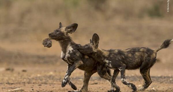 بهترین عکس سال حیات وحش