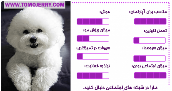 عکس بهترین سگ دنیا