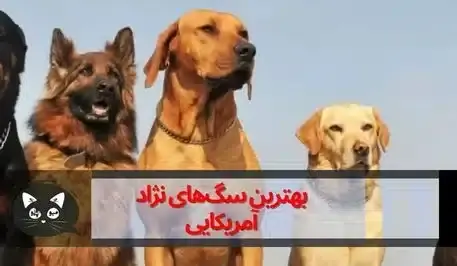 عکس بهترین سگ ها