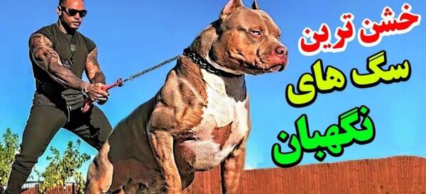 عکس بهترین سگ ها