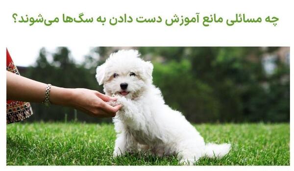 عکس بهترین سگ ها