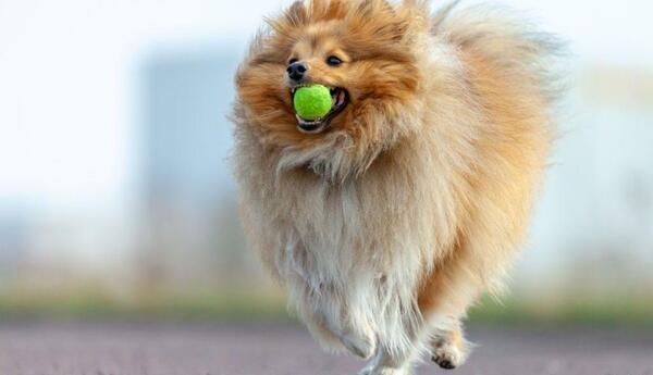 عکس بهترین سگ های دنیا
