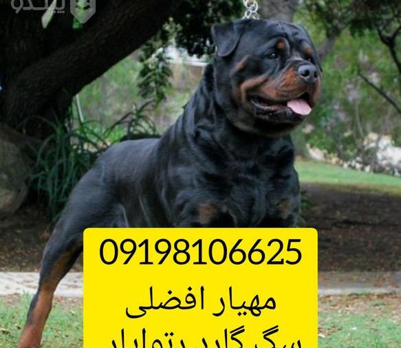 عکس بهترین سگ نگهبان