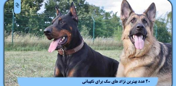 عکس بهترین سگ نگهبان
