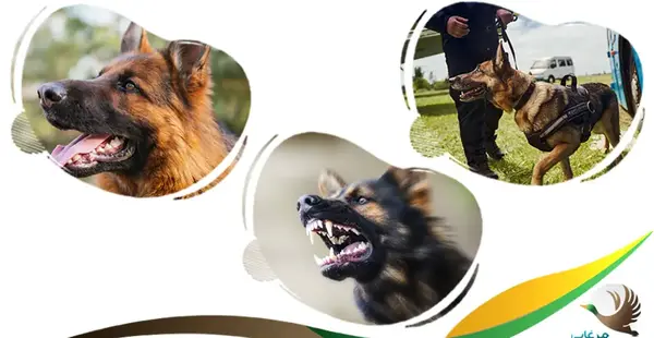 عکس بهترین سگ نگهبان