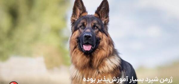 عکس بهترین سگ نگهبان