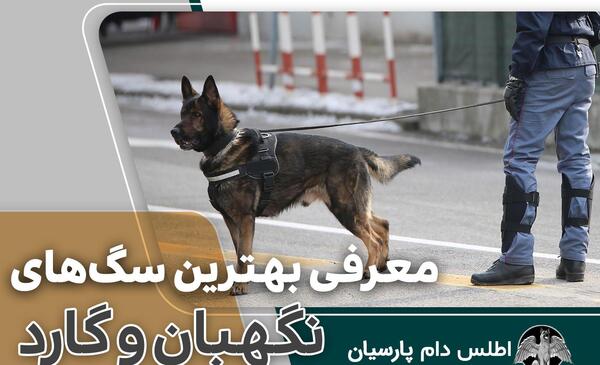 عکس بهترین سگ نگهبان