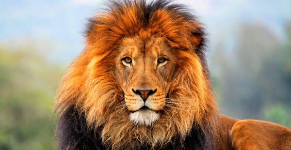 بهترین عکس شیر جهان