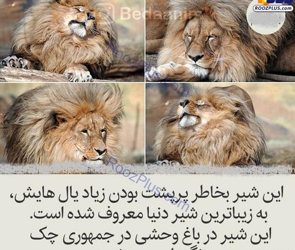 عکس بهترین شیر دنیا