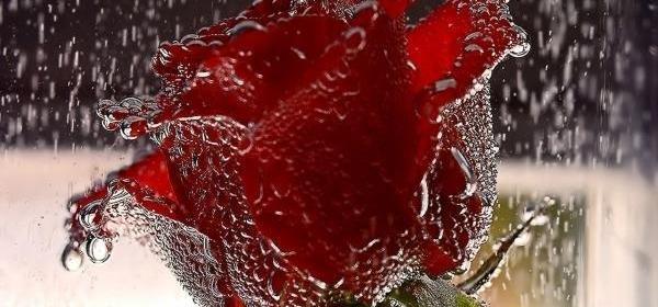 بهترین عکس گل پروفایل