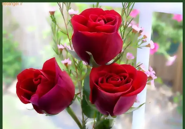 بهترین عکس گل پروفایل
