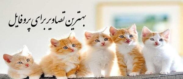 بهترین عکس پروفایل متن