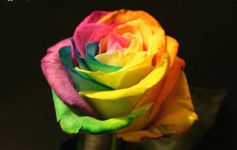 عکس بهترین گل رز دنیا