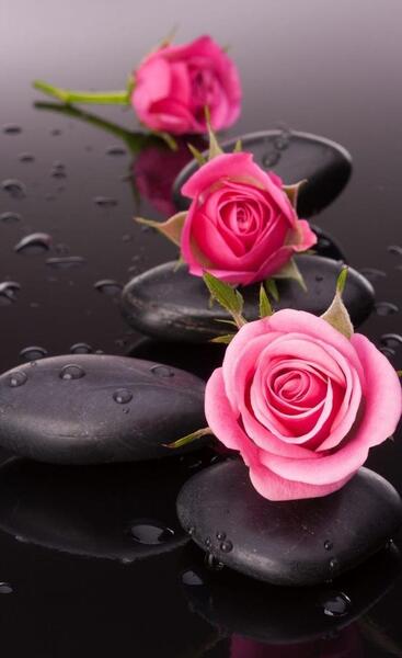 عکس بهترین گل رز دنیا